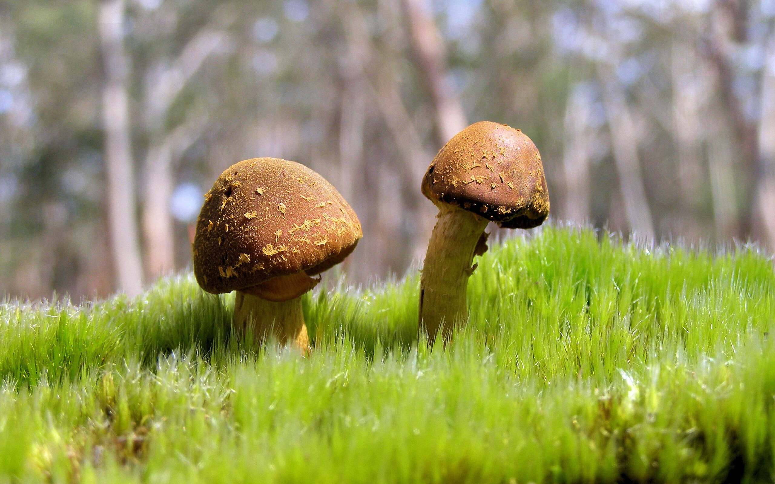 开云投注-五大联赛视频辅助裁判 VAR 使用对争议情况影响，五大联赛视频辅助裁判 var 使用对争议情况影响大吗