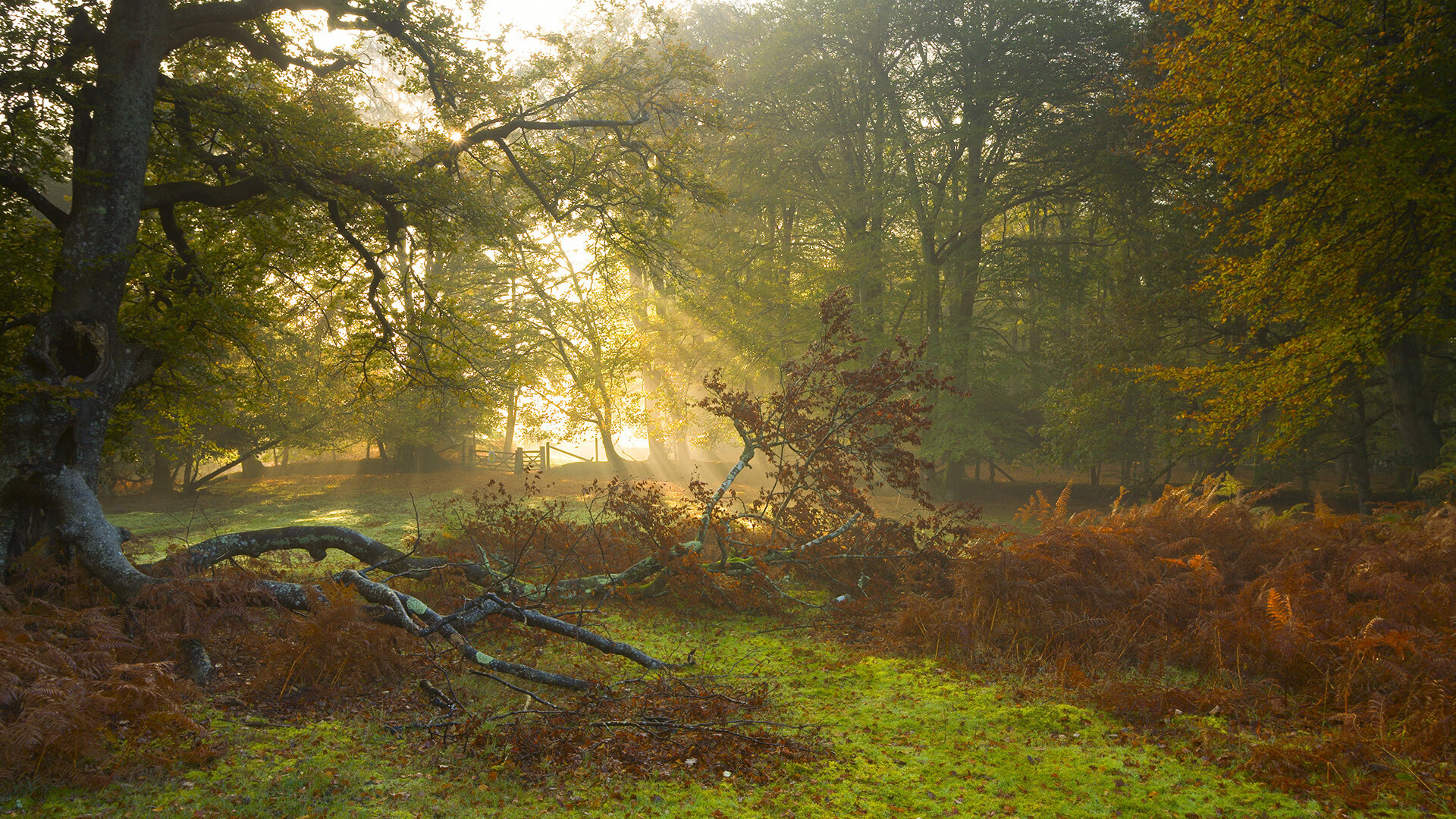 开云体育平台-外援表现两极分化本土球员扛起更多责任，外援比例