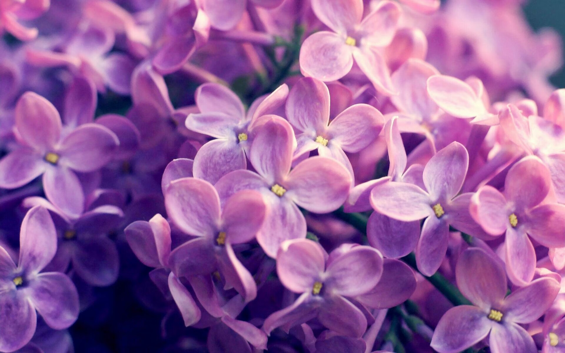 开云体育首页-张雨霏强项出击 中国接力蝶泳段领先，张雨霏晋级蝶泳决赛