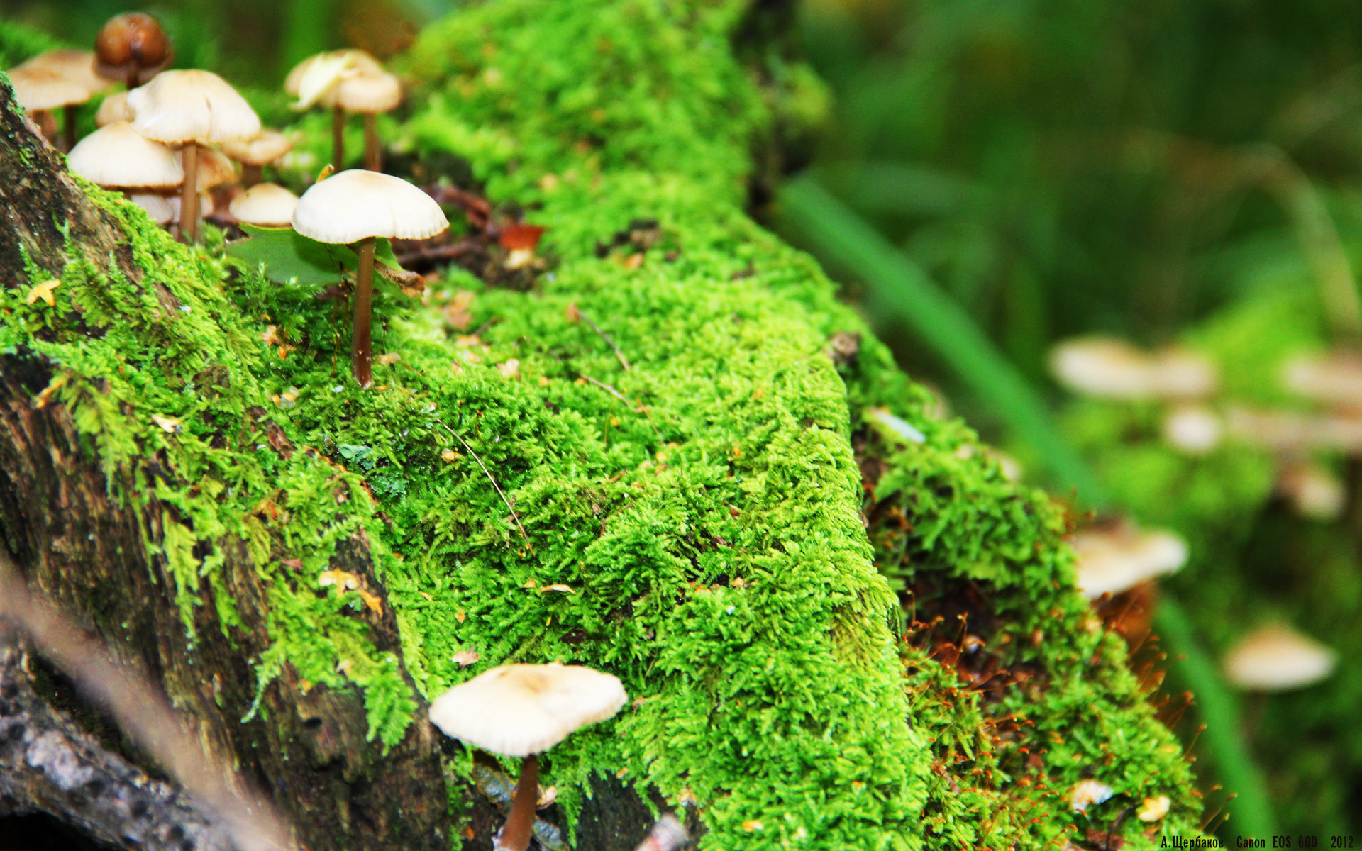 开云体育APP下载-职业联赛观赛体验未实现全媒体互动化,职业联赛视频