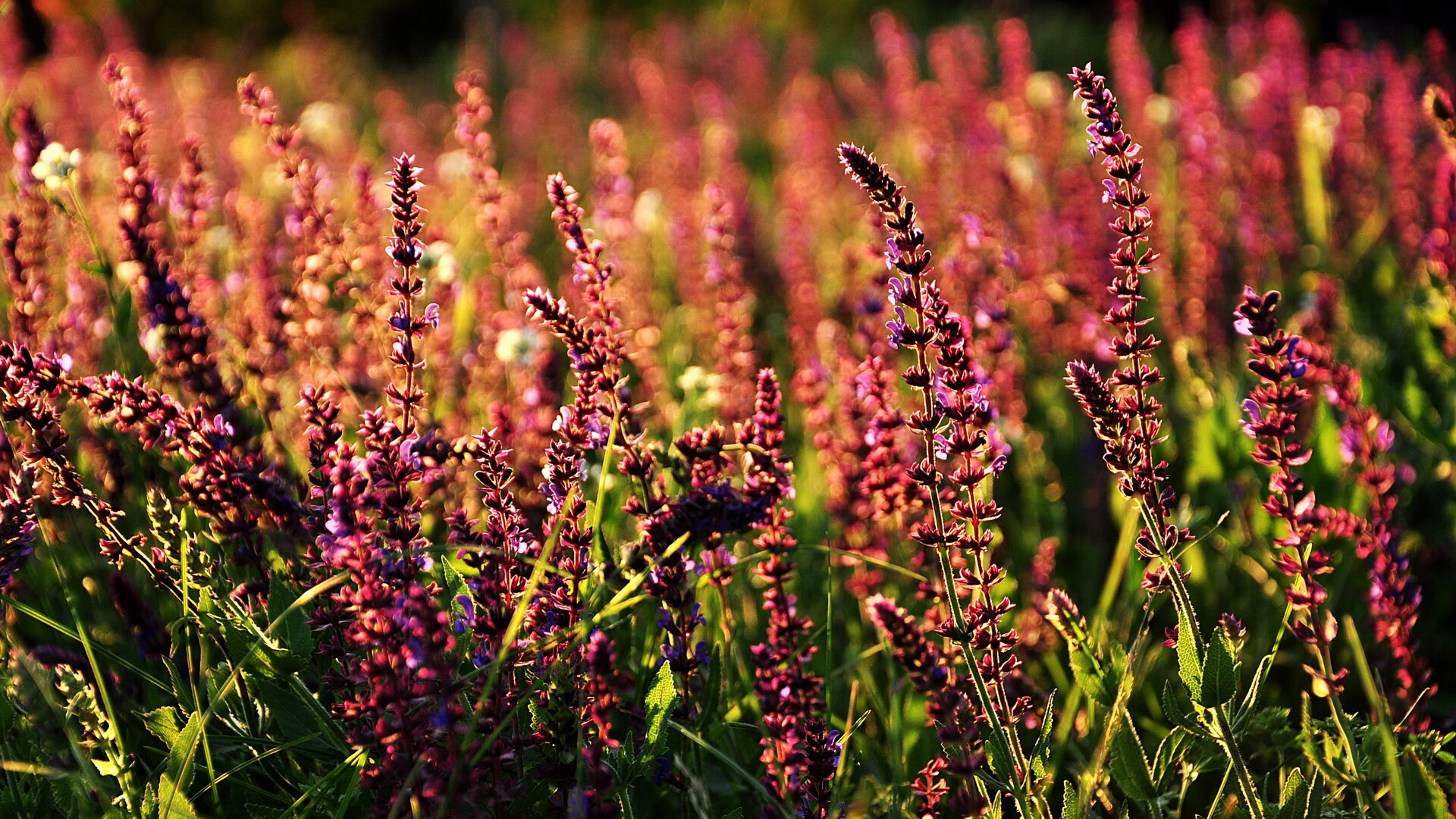 开云体育下载-皇马青训再出新星,球队未来充满期待